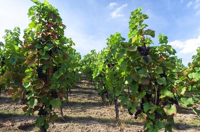 2.5-Hour Prague Wine Tasting Walking Tour - What You Learn, Beyond the Wine Glass