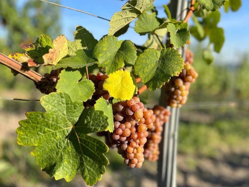Czech Vineyards and Wine Tasting 4WD Tour with Lunch - 4x4 Pickup From Prague to the Vineyards of Třebívlice