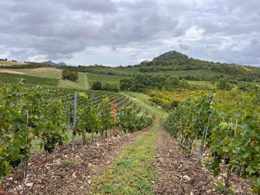 Czech Vineyards and Wine Tasting 4WD Tour with Lunch - How the Guides Make or Break a Day Like This