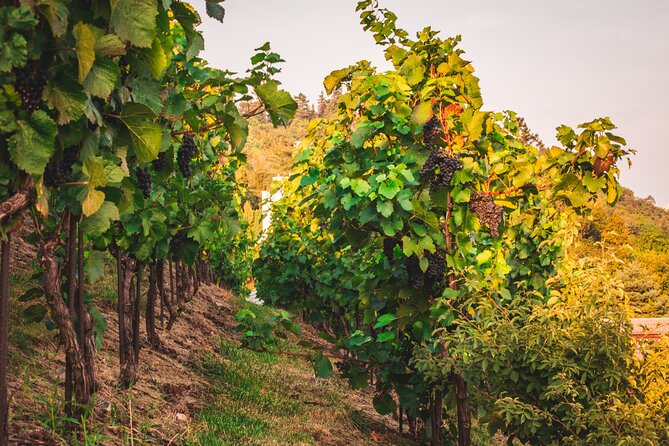 Full Day Private Tour to Kutná Hora with Wine Tasting - Why Kutná Hora Plus Wine Makes Sense as a Full-Day Escape