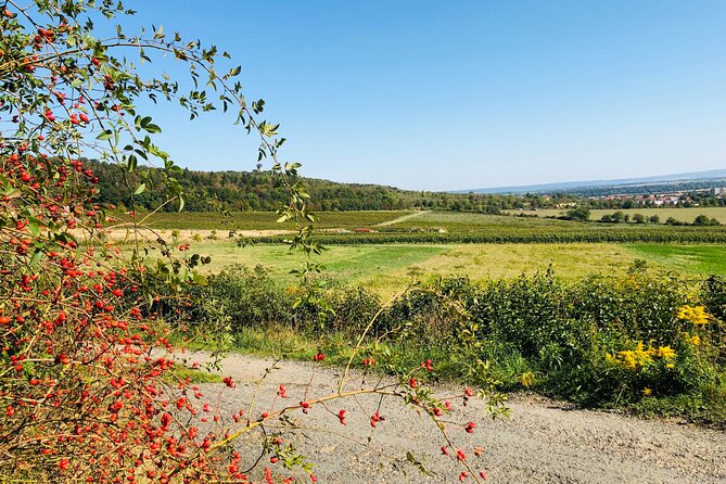 Kutná Hora UNESCO, Bone Church & Biodynamic Wine Private Tour - Prague Pickup, Then 8 Hours of Controlled Pace
