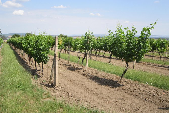 Moravian wine trails - How the 8-hour flow works, and what to plan for