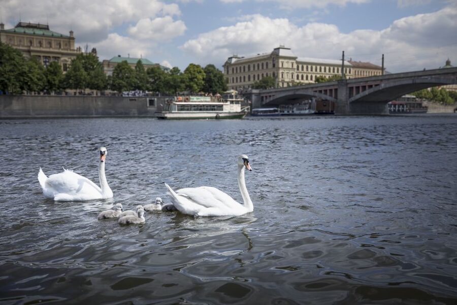 Prague: 3-Hour Castle Grounds Walking Tour and River Cruise - Prague Castle grounds walk: St. Vitus Cathedral and St. George Basilica time