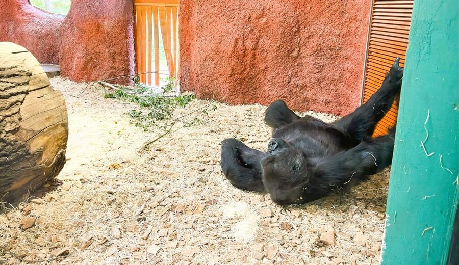 Prague: Prague Zoo Audio Guide with E-Ticket - Animal viewing highlights, including close-access moments