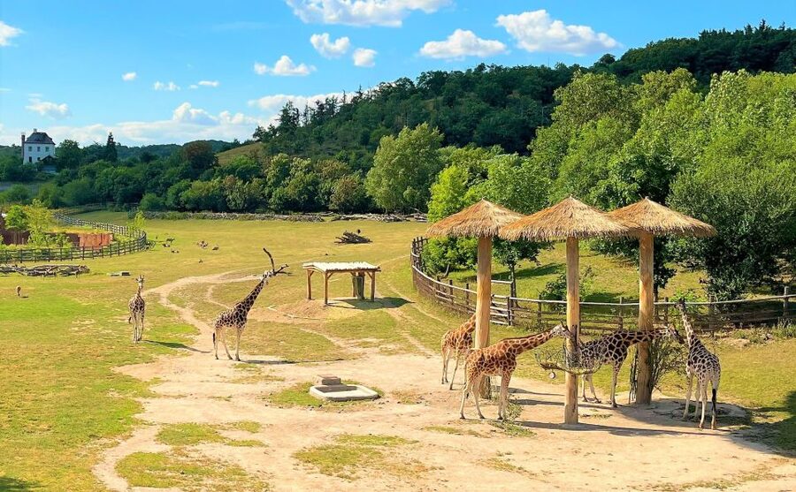 Prague: Prague Zoo Audio Guide with E-Ticket - Value for $22: what you’re really buying