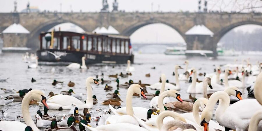 Prague: River Cruise, Charles Bridge Museum, & Walking Tour - A 90-Minute Combo: Charles Bridge Walk, Devils Channel Cruise, and Museum Ticket