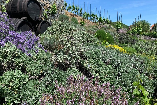 Prague´s Hidden Vineyards Private Tour - Private pickup and timing: how your half day will actually flow