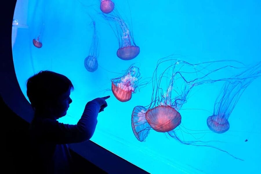 Prague: The World Of Jellyfish Entry Ticket w/ Drink - Key highlights to know before you go