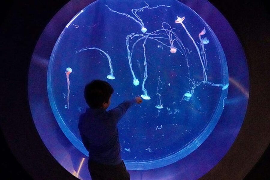 Prague: The World Of Jellyfish Entry Ticket w/ Drink - Where to find The World of Jellyfish on Arkady Pankrac’s rooftop