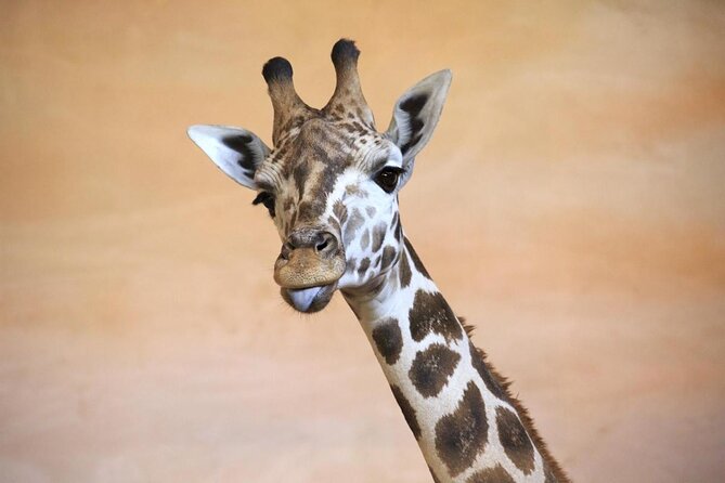 Prague Zoo Admission Ticket including Round Trip Transfer - Key highlights worth your attention