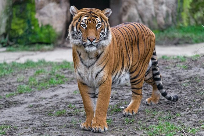 Prague Zoo Admission Ticket including Round Trip Transfer - Prague Zoo, mapped for your feet and your time