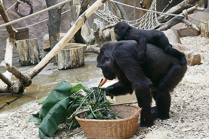 Prague Zoo Admission Ticket including Round Trip Transfer - The tram between exhibits: your secret weapon for comfort