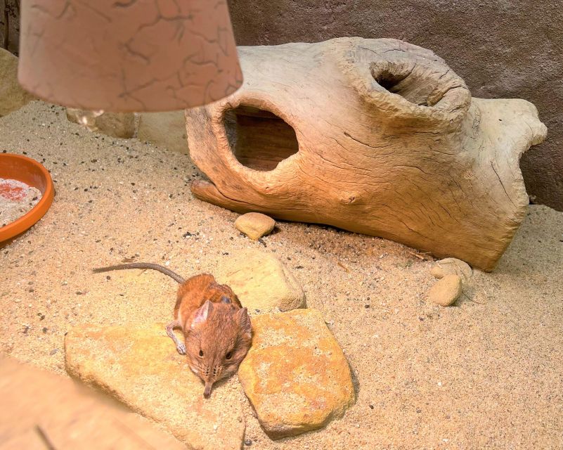 Prague Zoo Online Audio Guide (No ticket) - Buying Zoo entry separately, and planning your order of operations