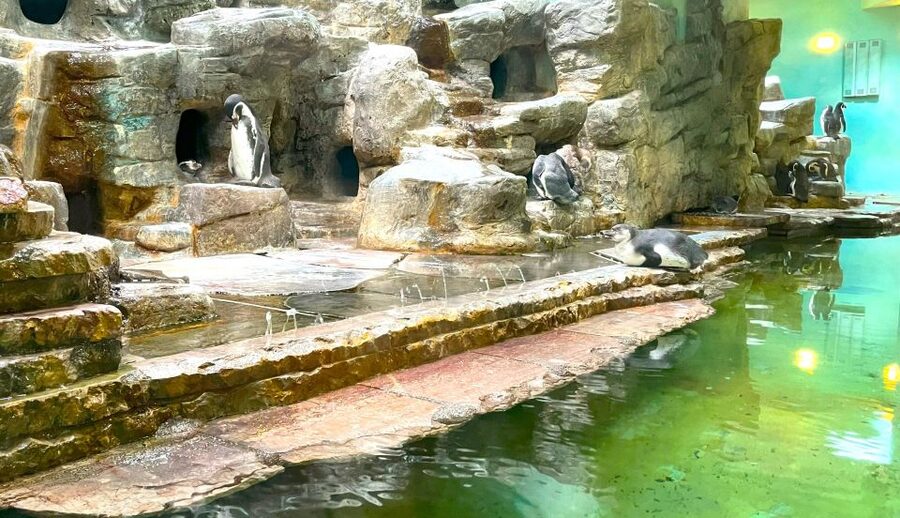 Prague Zoo Online Audio Guide (No ticket) - Where you start at Prague Zoo main entrance in Troja