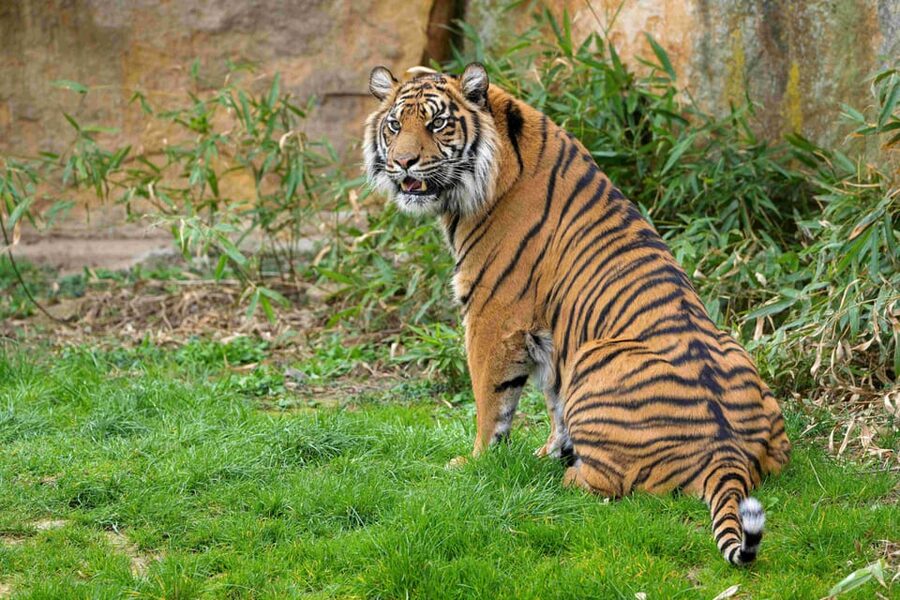 Prague Zoo: Skip-the-Line Entry Ticket - What Makes Prague Zoo More Than a Walk-Through