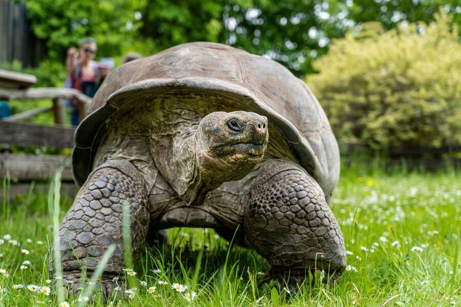 Prague Zoo: Skip-the-Line Entry Ticket - Polar Bears to Elephants: Top Areas to Prioritize