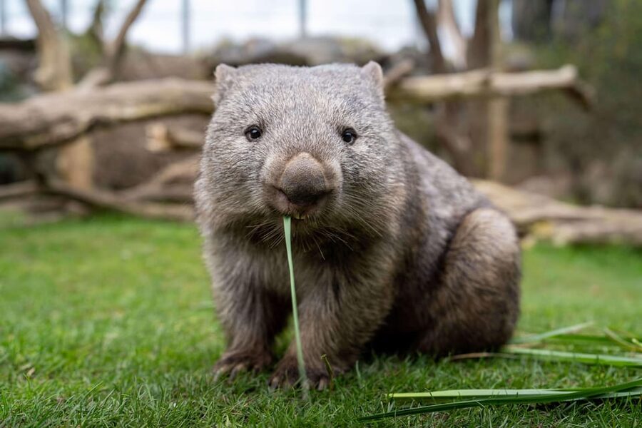 Prague Zoo: Skip-the-Line Entry Ticket - Food, Toilets, and Finding Your Way in English