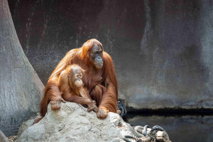 Prague Zoo: Skip-the-Line Entry Ticket - Opening Hours That Change by Season: How to Choose the Right Day