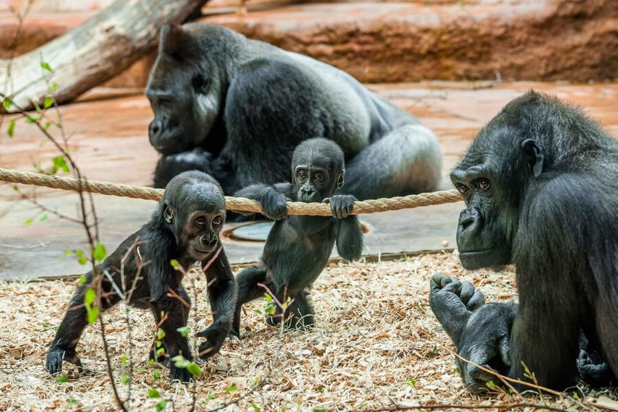Prague Zoo: Skip-the-Line Entry Ticket - Skip-the-Line Entry: Main Entrance Access and How to Plan Your Visit
