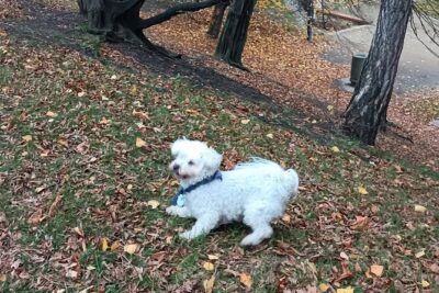 Real life in Prague – Easy Walk from Vysehrad to Vyton